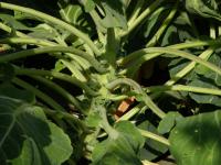 Image of Brassica oleracea