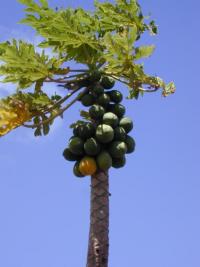 Image of Carica papaya