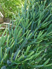 Image of Euphorbia tirucalli