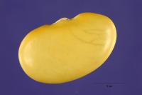 Phaseolus coccineus image