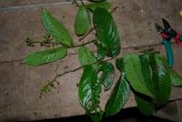 Banara pubescens image