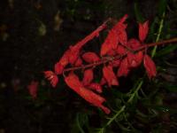 Image of Salvia splendens