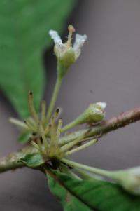 Image of Adenaria floribunda