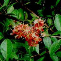 Image of Lawsonia inermis