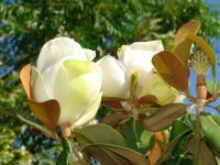 Image of Magnolia grandiflora