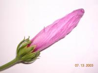 Image of Hibiscus peruvianus