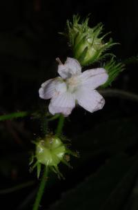 Image of Pavonia peruviana