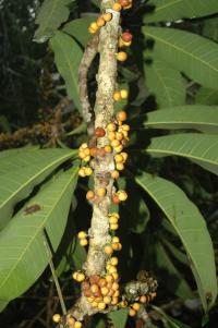 Image of Ficus caballina