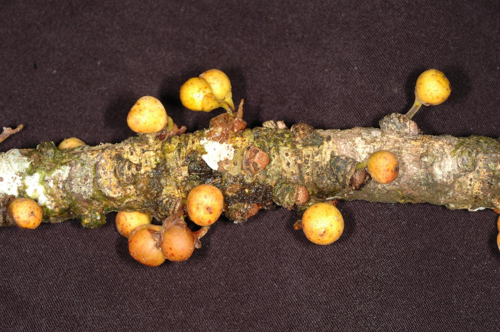 Ficus caballina image