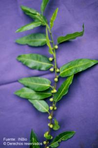 Image of Ficus donnell-smithii