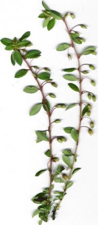Image of Sauvagesia erecta