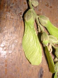Image of Gallesia integrifolia