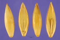 Image of Bambusa polymorpha