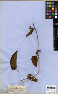 Image of Cynanchum blandum