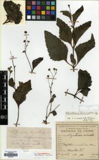 Image of Adenostemma lavenia