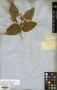 Image of Mikania banisteriae