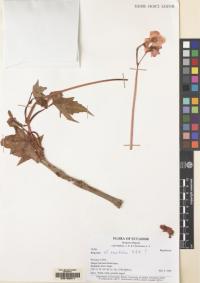 Image of Begonia acerifolia