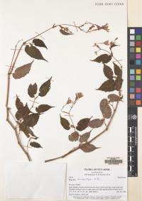 Image of Begonia fuchsiiflora