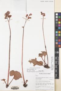 Image of Begonia parcifolia