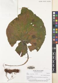 Image of Begonia serotina