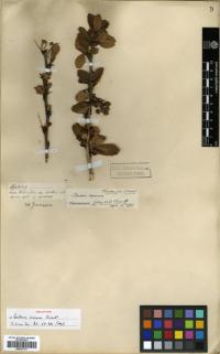 Image of Berberis saxorum