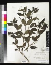 Heliotropium angiospermum image