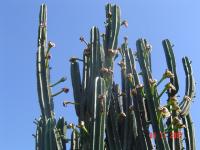 Melocactus peruvianus image