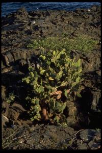 Opuntia saxicola image