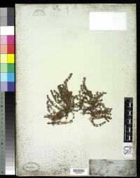 Image of Paronychia chilensis