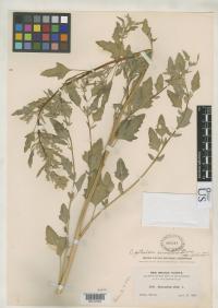 Image of Chenopodium petiolare