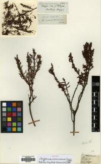 Image of Hypericum laricifolium