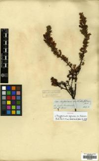 Image of Hypericum sprucei