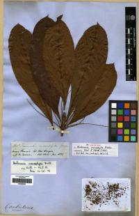 Image of Buchenavia macrophylla