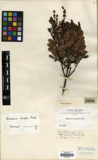 Image of Weinmannia sorbifolia