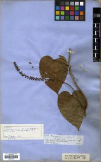 Image of Dioscorea sprucei