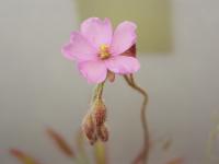 Image of Drosera chrysolepis
