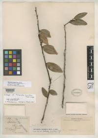Image of Macleania macrantha