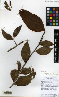 Image of Macleania subsessilis