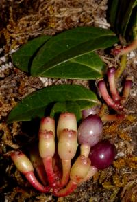 Image of Psammisia pauciflora