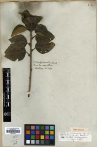 Image of Croton pycnanthus