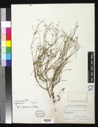 Image of Euphorbia graminea