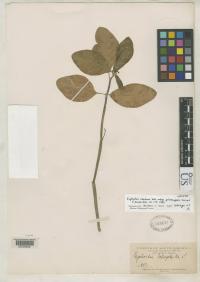 Image of Euphorbia insulana