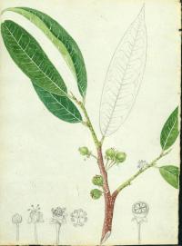 Image of Margaritaria nobilis
