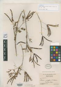 Image of Desmanthus leptophyllus