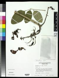 Erythrina fusca image