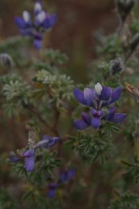 Image of Lupinus pubescens