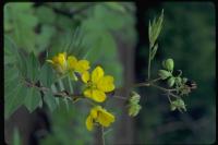 Image of Senna pistaciifolia
