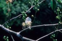 Swartzia polyphylla image