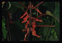 Glossoloma panamense image