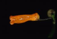 Besleria solanoides image